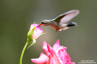 Cynanthus latirostris / Colibrì beccolargo / Broad-billed hummingbird / Colibri circé