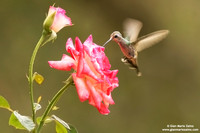 Cynanthus latirostris / Colibrì beccolargo / Broad-billed hummingbird / Colibri circé