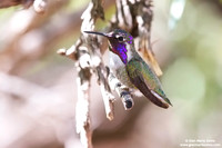 Calypte costae / Costa's hummingbird / Colibrì di Costa / Colibri de Costa