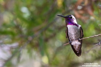 Calypte costae / Costa's hummingbird / Colibrì di Costa / Colibri de Costa