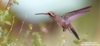 Cynanthus latirostris / Colibrì beccolargo / Broad-billed hummingbird / Colibri circé