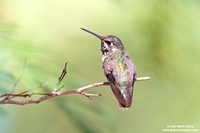 Calypte anna / Anna's hummingbird / Colibrì di Anna / Colibri d'Anna