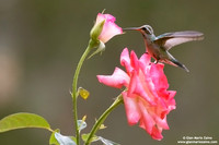 Cynanthus latirostris / Colibrì beccolargo / Broad-billed hummingbird / Colibri circé