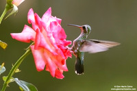 Cynanthus latirostris / Colibrì beccolargo / Broad-billed hummingbird / Colibri circé
