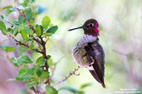 Calypte anna / Anna's hummingbird / Colibrì di Anna / Colibri d'Anna