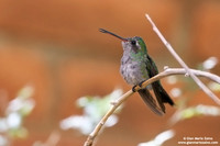 Cynanthus latirostris / Colibrì beccolargo / Broad-billed hummingbird / Colibri circé
