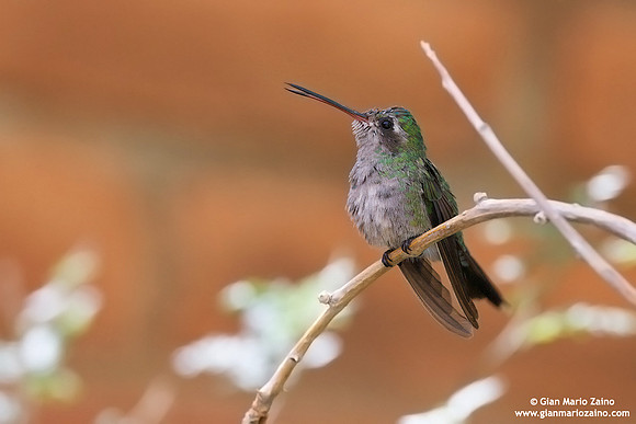 Cynanthus latirostris / Colibrì beccolargo / Broad-billed hummingbird / Colibri circé