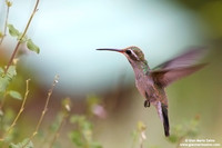 Cynanthus latirostris / Colibrì beccolargo / Broad-billed hummingbird / Colibri circé