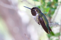 Calypte anna / Anna's hummingbird / Colibrì di Anna / Colibri d'Anna
