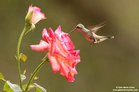 Cynanthus latirostris / Colibrì beccolargo / Broad-billed hummingbird / Colibri circé