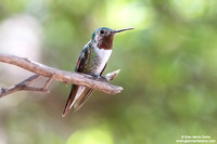 Selasphorus platycercus / Broad-tailed hummingbird / Colibrì codalarga / Colibri à queue large