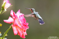 Cynanthus latirostris / Colibrì beccolargo / Broad-billed hummingbird / Colibri circé