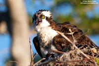 Pandion haliaetus / Falco pescatore / Osprey / Balbuzard pêcheur