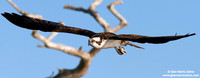 Pandion haliaetus / Falco pescatore / Osprey / Balbuzard pêcheur