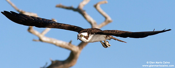 Pandion haliaetus / Falco pescatore / Osprey / Balbuzard pêcheur