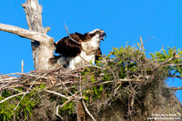 Pandion haliaetus / Falco pescatore / Osprey / Balbuzard pêcheur