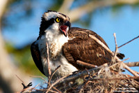 Pandion haliaetus / Falco pescatore / Osprey / Balbuzard pêcheur