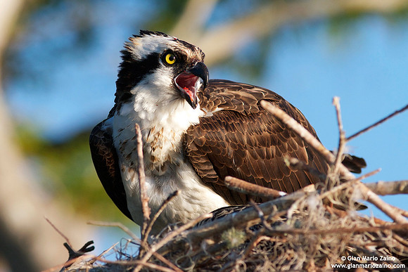 Pandion haliaetus / Falco pescatore / Osprey / Balbuzard pêcheur