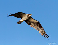 Pandion haliaetus / Falco pescatore / Osprey / Balbuzard pêcheur