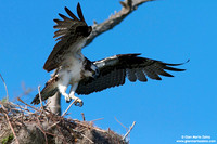 Pandion haliaetus / Falco pescatore / Osprey / Balbuzard pêcheur