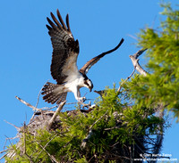 Pandion haliaetus / Falco pescatore / Osprey / Balbuzard pêcheur