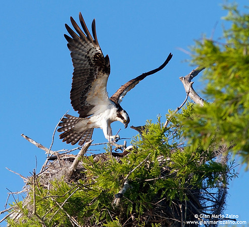 Pandion haliaetus / Falco pescatore / Osprey / Balbuzard pêcheur