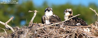 Pandion haliaetus / Falco pescatore / Osprey / Balbuzard pêcheur