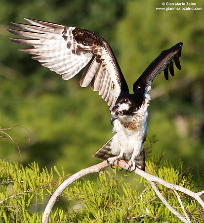 Pandion haliaetus / Falco pescatore / Osprey / Balbuzard pêcheur