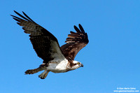 Pandion haliaetus / Falco pescatore / Osprey / Balbuzard pêcheur