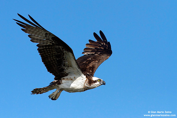 Pandion haliaetus / Falco pescatore / Osprey / Balbuzard pêcheur