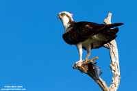 Pandion haliaetus / Falco pescatore / Osprey / Balbuzard pêcheur