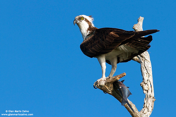 Pandion haliaetus / Falco pescatore / Osprey / Balbuzard pêcheur