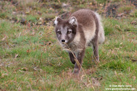 Alopex lagopus / Volpe artica / Artic fox / Renard polaire