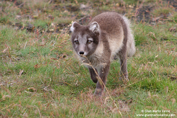 Alopex lagopus / Volpe artica / Artic fox / Renard polaire
