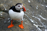 Fratercula arctica / Pulcinella di mare / Atlantic puffin / Macareux moine