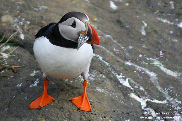 Fratercula arctica / Pulcinella di mare / Atlantic puffin / Macareux moine