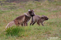 Alopex lagopus / Volpe artica / Artic fox / Renard polaire