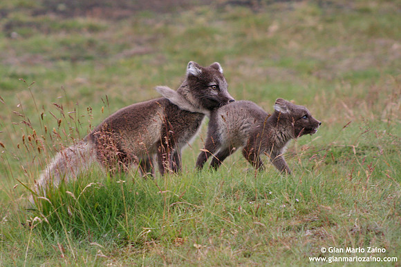 Alopex lagopus / Volpe artica / Artic fox / Renard polaire