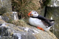 Fratercula arctica / Pulcinella di mare / Atlantic puffin / Macareux moine