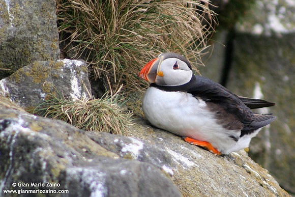 Fratercula arctica / Pulcinella di mare / Atlantic puffin / Macareux moine
