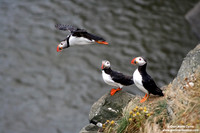 Fratercula arctica / Pulcinella di mare / Atlantic puffin / Macareux moine
