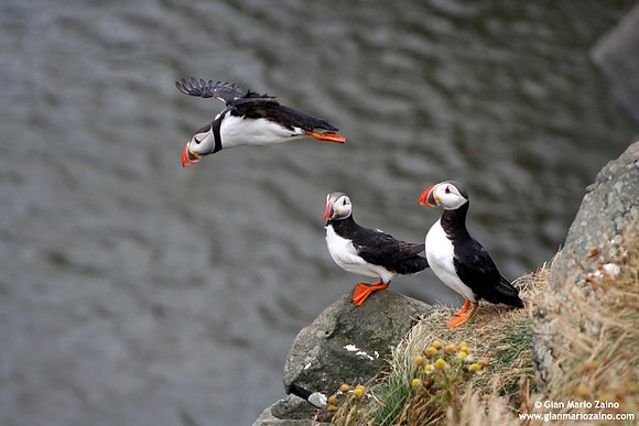 Fratercula arctica / Pulcinella di mare / Atlantic puffin / Macareux moine