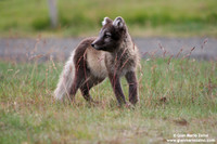 Alopex lagopus / Volpe artica / Artic fox / Renard polaire