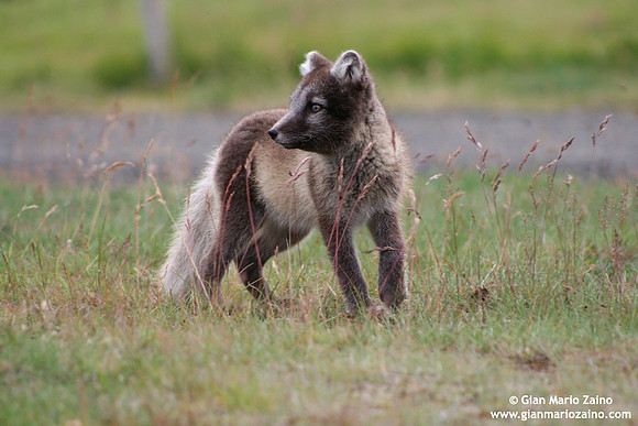 Alopex lagopus / Volpe artica / Artic fox / Renard polaire