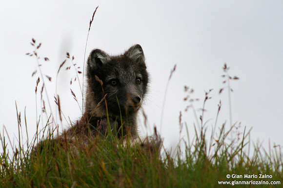 Alopex lagopus / Volpe artica / Artic fox / Renard polaire