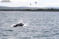 Megaptera novaeangliae / Megattera / Humpback whale / Baleine à bosse