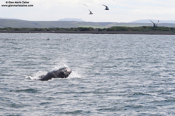 Megaptera novaeangliae / Megattera / Humpback whale / Baleine à bosse