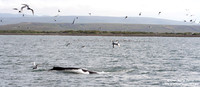 Megaptera novaeangliae / Megattera / Humpback whale / Baleine à bosse