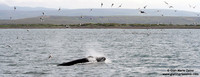 Megaptera novaeangliae / Megattera / Humpback whale / Baleine à bosse