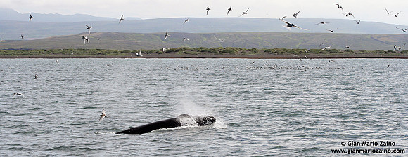 Megaptera novaeangliae / Megattera / Humpback whale / Baleine à bosse